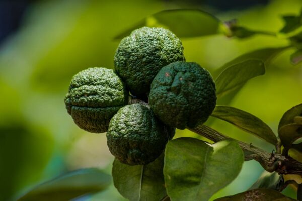 What Are Kaffir Lime Leaves? The Complete Guide to Makrut Lime Leaves