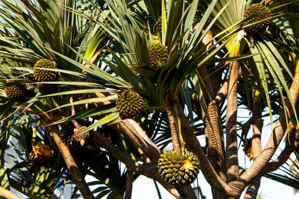 What Are Pandan Leaves? The Complete Guide to Southeast Asia’s Vanilla