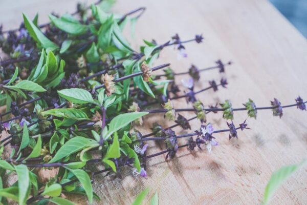 What Is Thai Basil? The Complete Guide to Holy Basil and Sweet Thai Basil