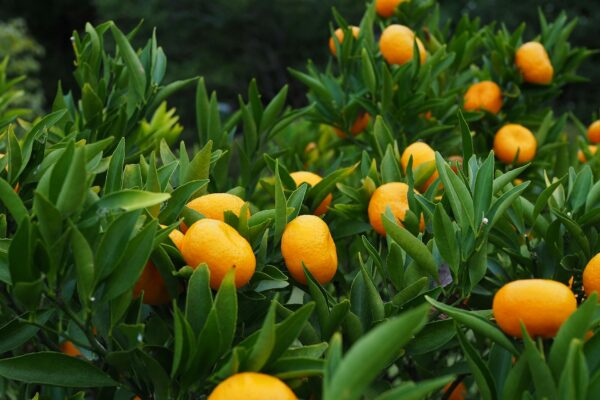 What Is Yuzu? The Complete Guide to Japanese Citrus